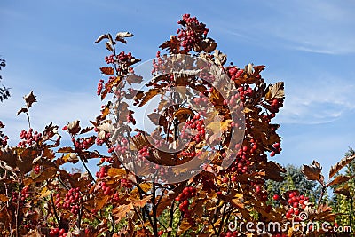 Brown leaves and red berries of Sorbus aria against blue sky Stock Photo