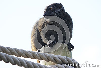 Brown lemur on pole Stock Photo