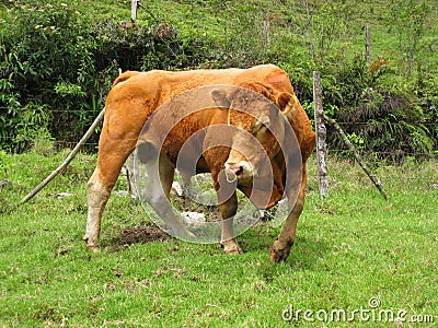 Brown Limousin bull Stock Photo