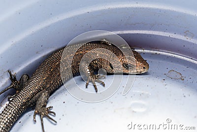 A brown little lizard climbed into a plastic glass and got stuck Stock Photo