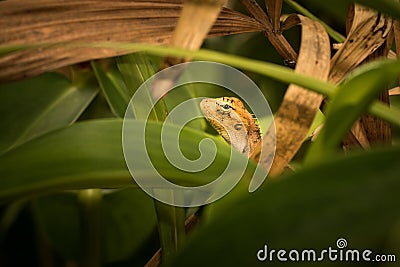 Brown Lizard Stock Photo