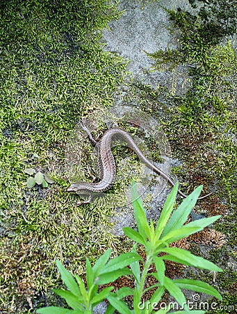 Brown lizard Stock Photo