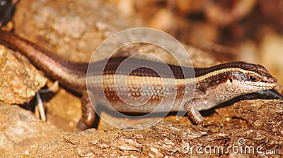 Brown lizzard Stock Photo