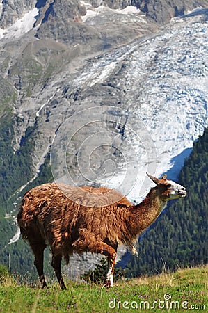 Brown llama Stock Photo