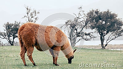 A brown llama grazes in a meadow on a cloudy day in New Zealand. wild and domestic animals. Stock Photo