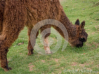 A brown llama grazing Stock Photo