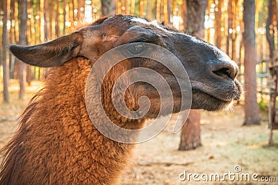 Brown llama portrait, close up at nature background Stock Photo