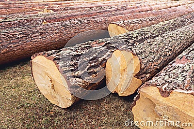 Brown log beam, timber block, stock, baulk lie on the ground Saw in the autumn forest. Sunny landscape. Warm and cozy Stock Photo