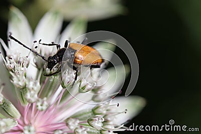 A brown long horned beetle sits in a white astrantia flower closeup Stock Photo