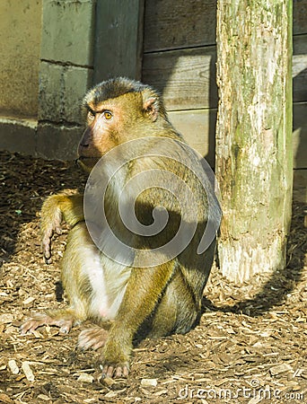 Brown macaque monkey sitting on the ground looking a bit angry or serious primate animal portrait Stock Photo