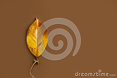 Brown magnolia leaf balloon shape on a brown background Stock Photo