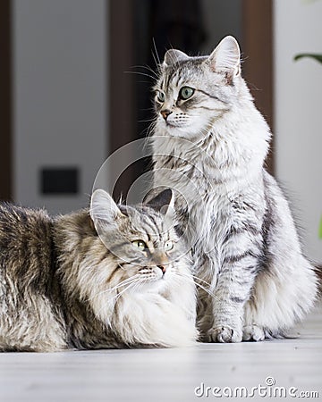 Brown male and silver female, siberian cats in the house Stock Photo