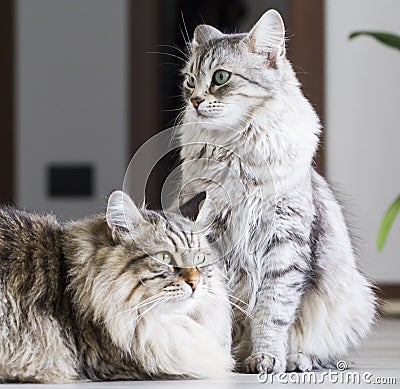 Brown male and silver female, siberian cats in the house Stock Photo