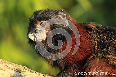 Brown-mantled tamarin Stock Photo