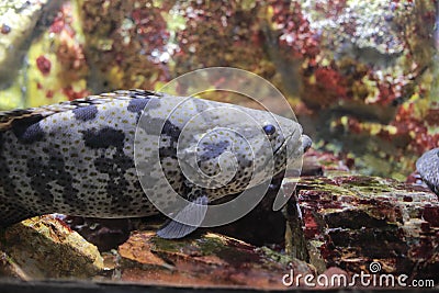 Brown-marbled grouper Stock Photo