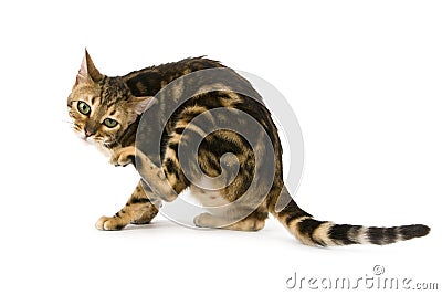 Brown Marbled Tabby Bengal Domestic Cat scratching its head Stock Photo