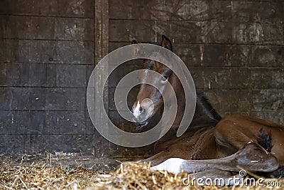 A brown mare foal is born in a horse box, stable, and lies in the straw Stock Photo