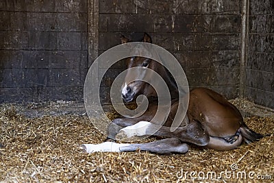 A brown mare foal is born in a horse box, stable, and lies in the straw Stock Photo