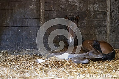 A brown mare foal is born in a horse box, stable, and lies in the straw Stock Photo