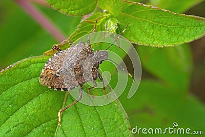 Brown marmorated stink bug Halyomorpha halys adult Stock Photo