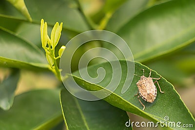 Brown marmorated stink bug Halyomorpha halys on citrus tree leaf, insect harmful to plants Stock Photo