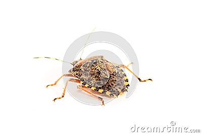 Brown Marmorated Stink Bug Stock Photo