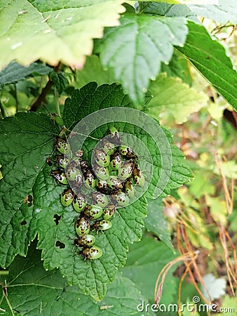 Brown Marmorated Stinkbug nymphs on a currant leaf. Lots of insects. (Halyomorpha halys) Stock Photo