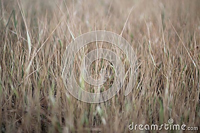 Brown meadow background. Grass pattern texture background. Blurry nature background. Dried grass leaves in the field Stock Photo