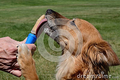 Dog licking peanut butter ice popsicle Stock Photo