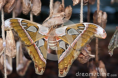 Brown Monarch Butterfly sits in the botanical garden Montreal Stock Photo