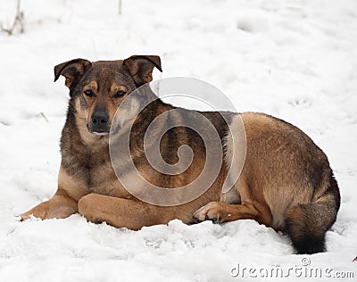 Brown mongrel dog lies in snow Stock Photo