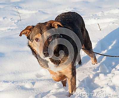 Brown mongrel dog in snow Stock Photo