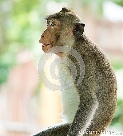 The brown monkey has a black mole on the lips Stock Photo