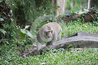 Brown monkey walks the park, Close-up monkey select focus, Asian monkeys. Stock Photo