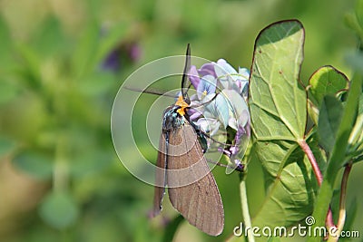 A brown moth with an orange head Stock Photo