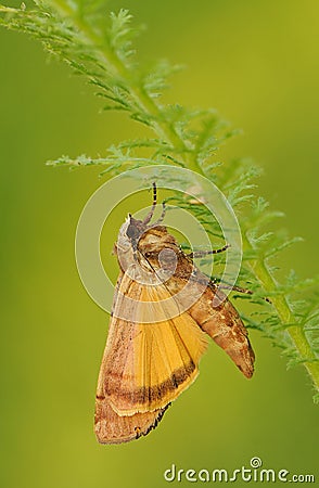 Brown moth sits on in the grass in a forest glade Stock Photo