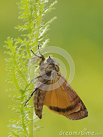 Brown moth sits on in the grass in a forest glade Stock Photo