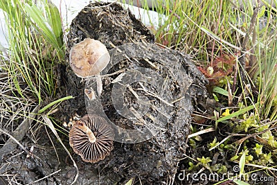 Brown Mottled Mushroom in Horse Dung Stock Photo