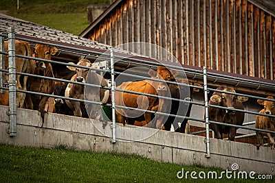 Brown mountain cows in the Bernese Alps Stock Photo