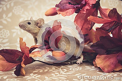 Brown mouse fall colors Stock Photo