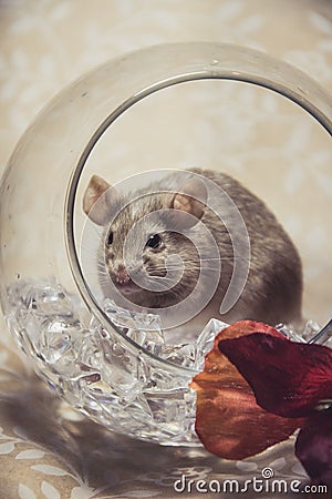 Brown mouse fall colors glass orb Stock Photo