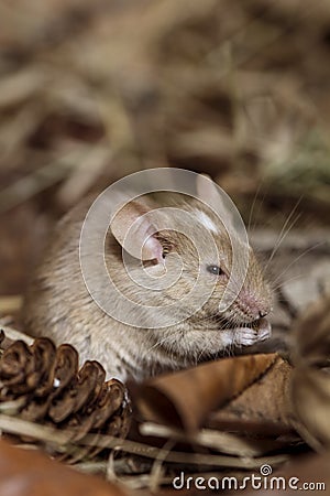 Brown mouse field Stock Photo