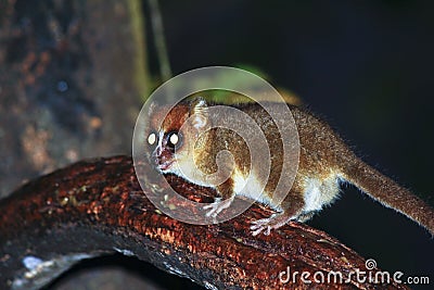 Brown Mouse Lemur (Microcebus rufus) in a rain forest Stock Photo
