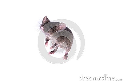 Brown Mouse, Rodent, Rat Stock Photo