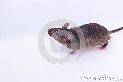 Brown Mouse, Rodent, Rat Stock Photo