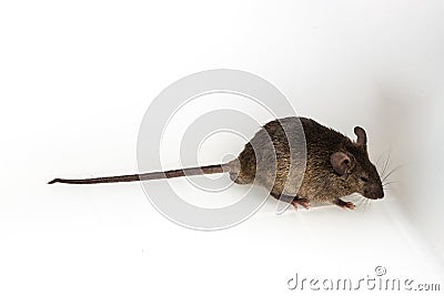 Brown Mouse, Rodent, Rat Stock Photo