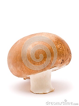 Brown mushroom Stock Photo
