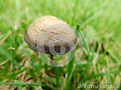 A brown mushroom Stock Photo