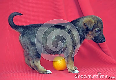 Brown mutt puppy with orange on a red Stock Photo