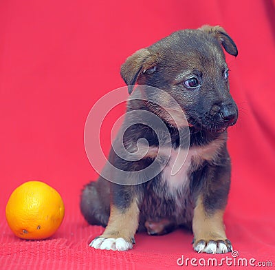 Brown mutt puppy with orange on a red Stock Photo